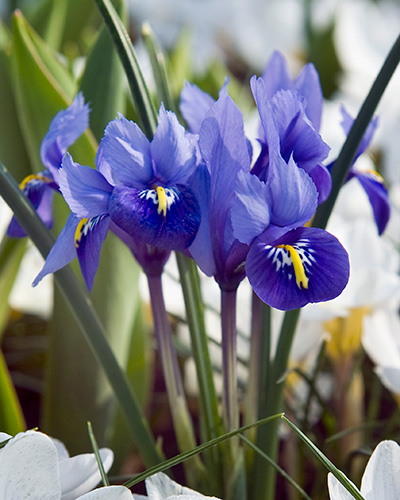 Iris reticulata 6/+, 100 kusov  